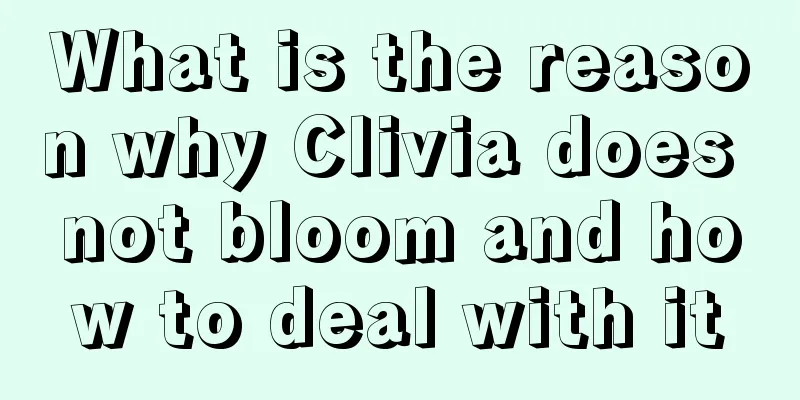 What is the reason why Clivia does not bloom and how to deal with it