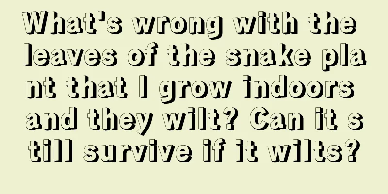 What's wrong with the leaves of the snake plant that I grow indoors and they wilt? Can it still survive if it wilts?