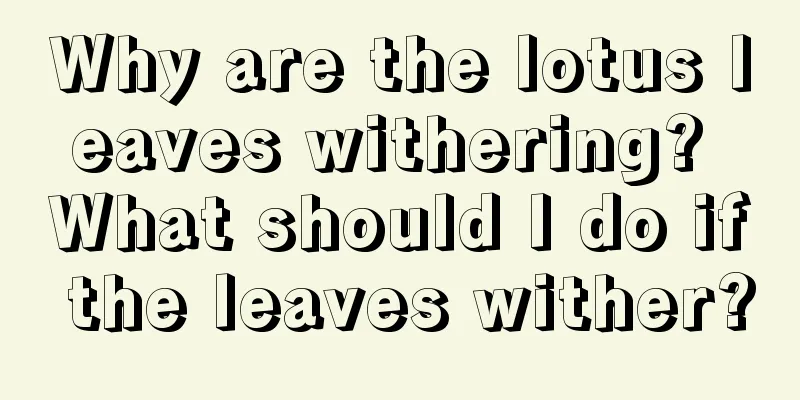 Why are the lotus leaves withering? What should I do if the leaves wither?