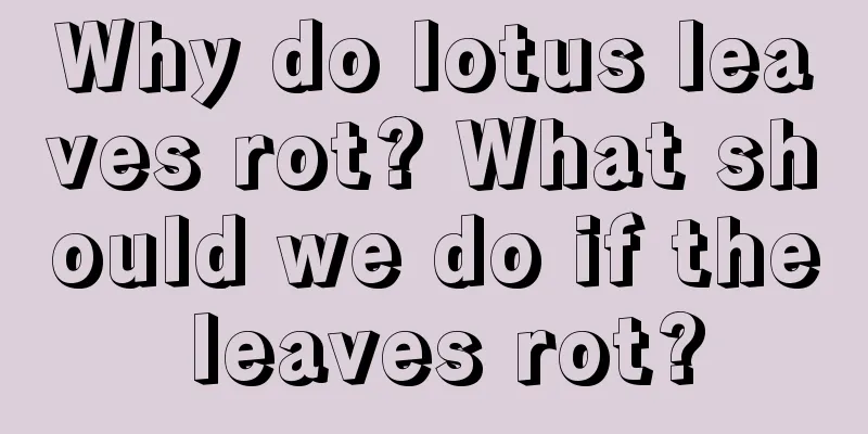 Why do lotus leaves rot? What should we do if the leaves rot?