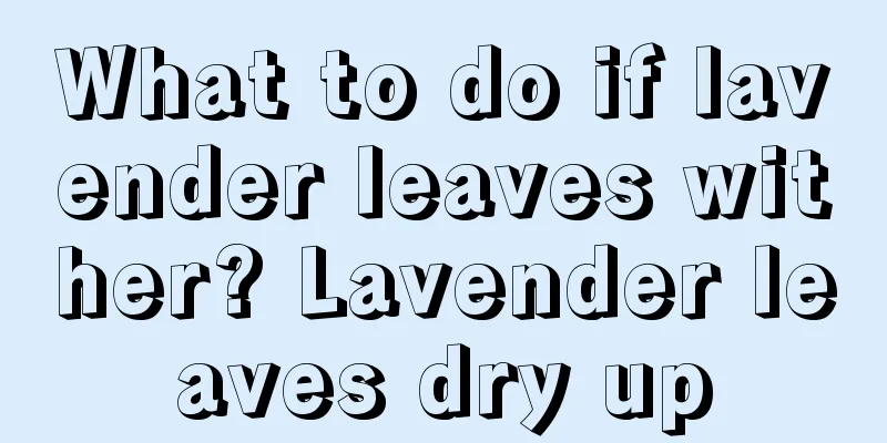 What to do if lavender leaves wither? Lavender leaves dry up