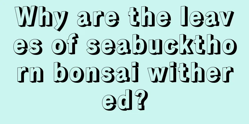 Why are the leaves of seabuckthorn bonsai withered?