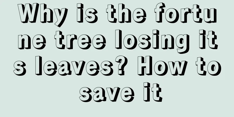 Why is the fortune tree losing its leaves? How to save it