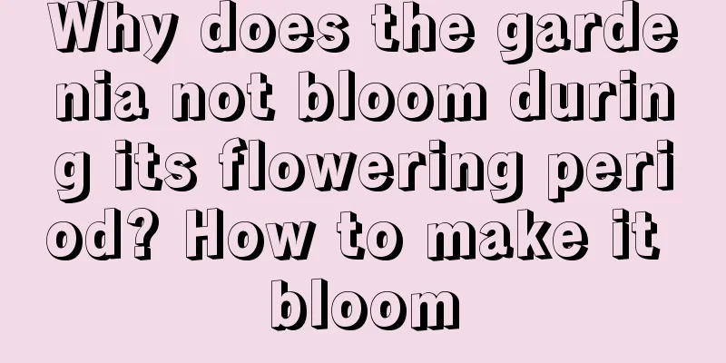 Why does the gardenia not bloom during its flowering period? How to make it bloom