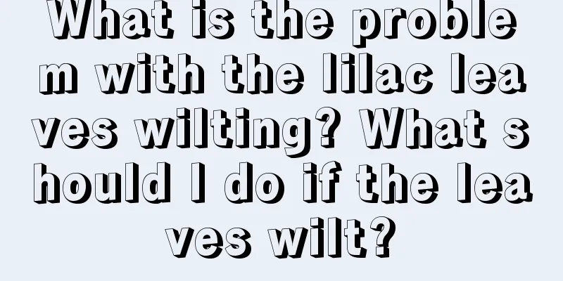 What is the problem with the lilac leaves wilting? What should I do if the leaves wilt?