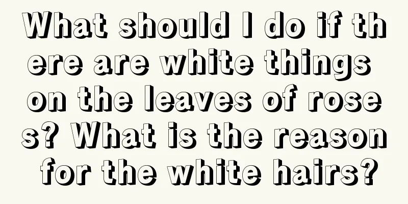 What should I do if there are white things on the leaves of roses? What is the reason for the white hairs?