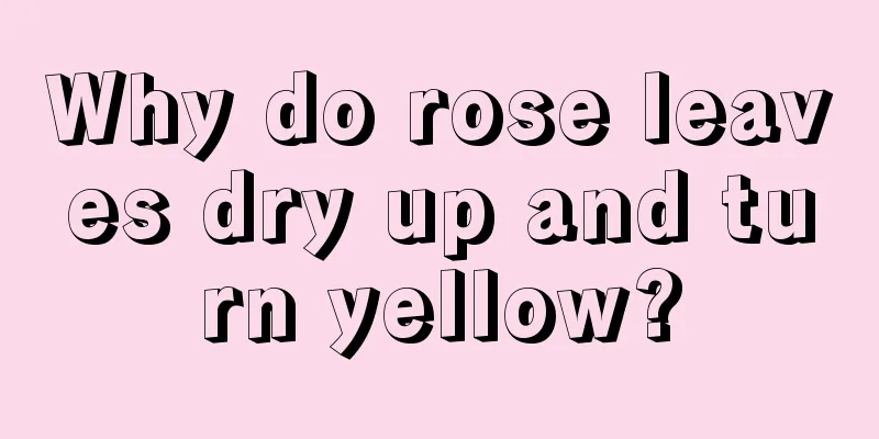 Why do rose leaves dry up and turn yellow?