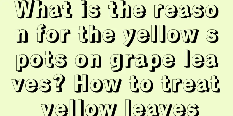 What is the reason for the yellow spots on grape leaves? How to treat yellow leaves