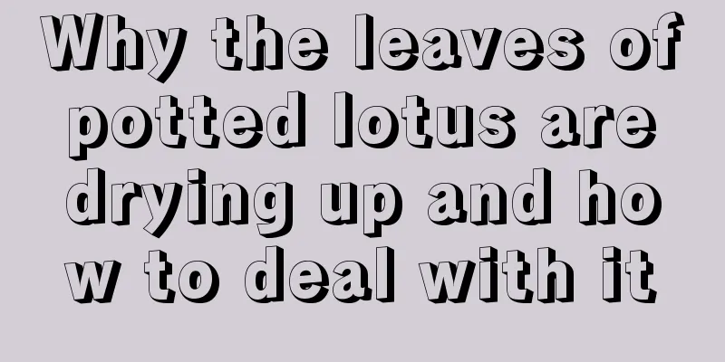 Why the leaves of potted lotus are drying up and how to deal with it