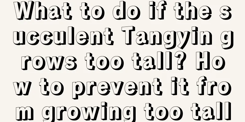 What to do if the succulent Tangyin grows too tall? How to prevent it from growing too tall