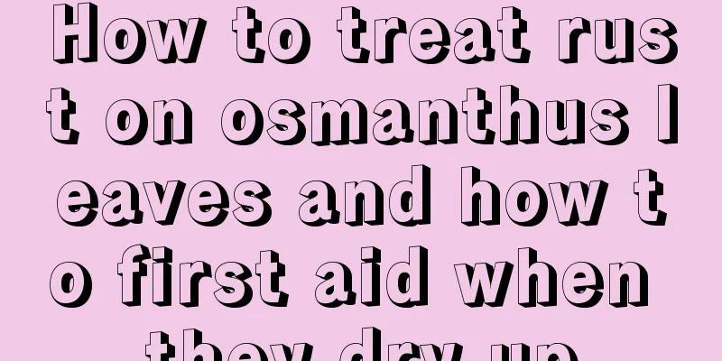 How to treat rust on osmanthus leaves and how to first aid when they dry up