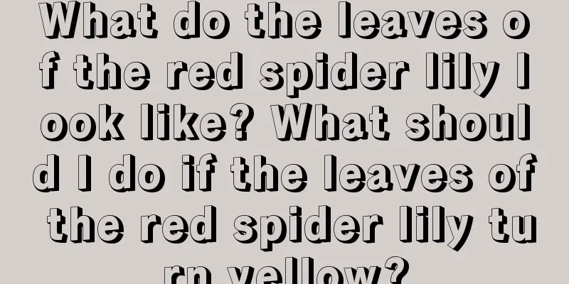 What do the leaves of the red spider lily look like? What should I do if the leaves of the red spider lily turn yellow?