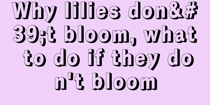 Why lilies don't bloom, what to do if they don't bloom