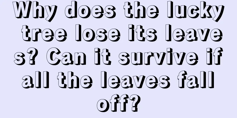 Why does the lucky tree lose its leaves? Can it survive if all the leaves fall off?