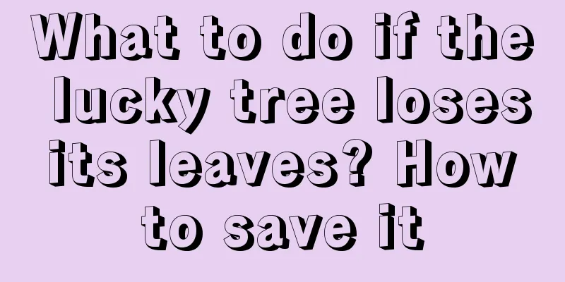 What to do if the lucky tree loses its leaves? How to save it