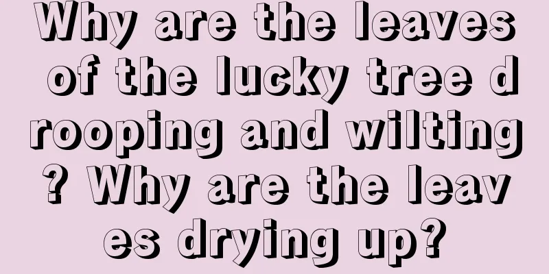 Why are the leaves of the lucky tree drooping and wilting? Why are the leaves drying up?