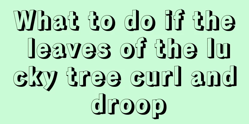 What to do if the leaves of the lucky tree curl and droop