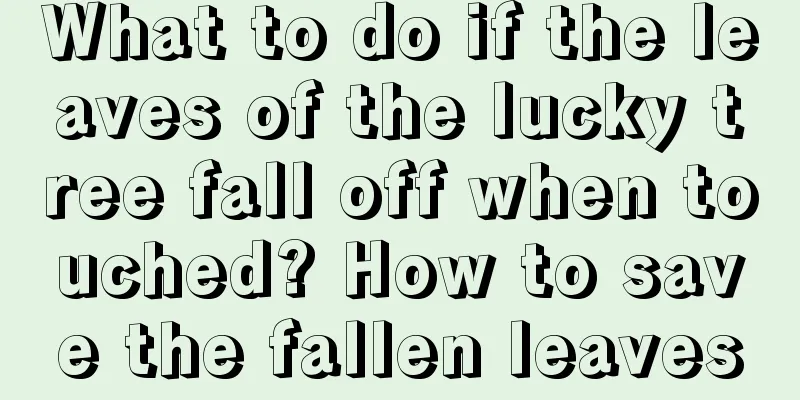 What to do if the leaves of the lucky tree fall off when touched? How to save the fallen leaves