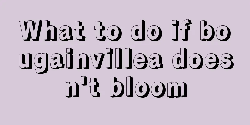 What to do if bougainvillea doesn't bloom