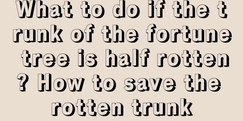 What to do if the trunk of the fortune tree is half rotten? How to save the rotten trunk