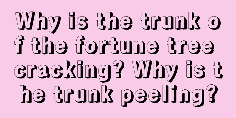 Why is the trunk of the fortune tree cracking? Why is the trunk peeling?