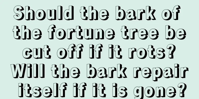 Should the bark of the fortune tree be cut off if it rots? Will the bark repair itself if it is gone?