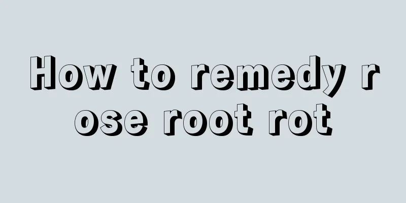 How to remedy rose root rot