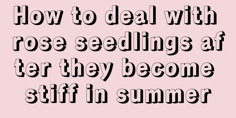 How to deal with rose seedlings after they become stiff in summer