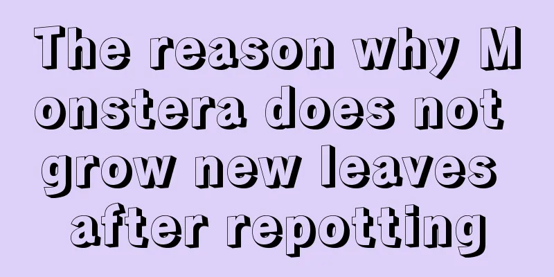 The reason why Monstera does not grow new leaves after repotting