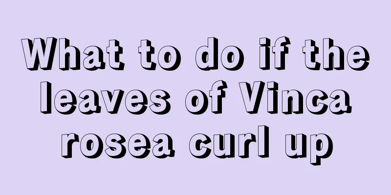 What to do if the leaves of Vinca rosea curl up