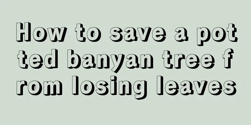 How to save a potted banyan tree from losing leaves