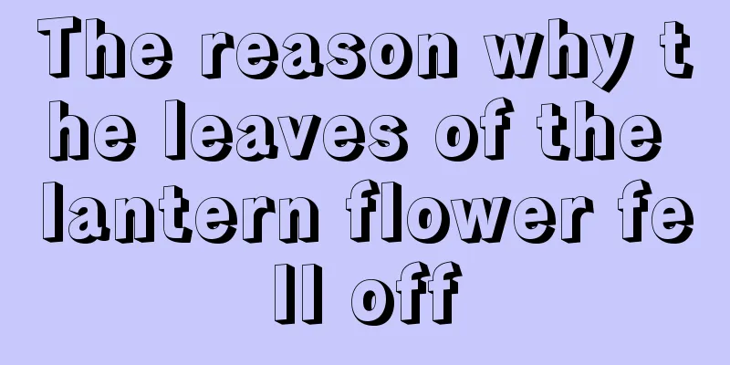 The reason why the leaves of the lantern flower fell off