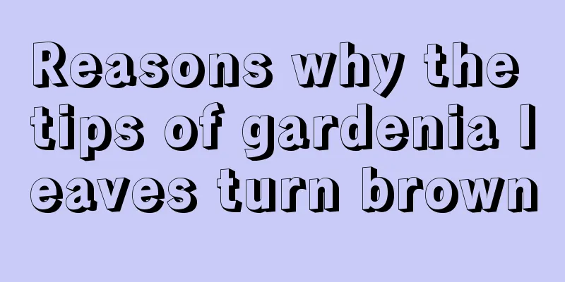 Reasons why the tips of gardenia leaves turn brown