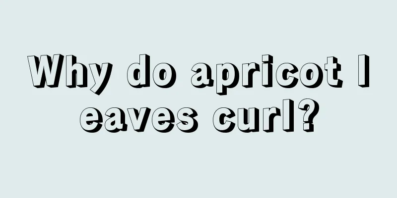 Why do apricot leaves curl?