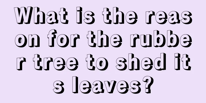 What is the reason for the rubber tree to shed its leaves?