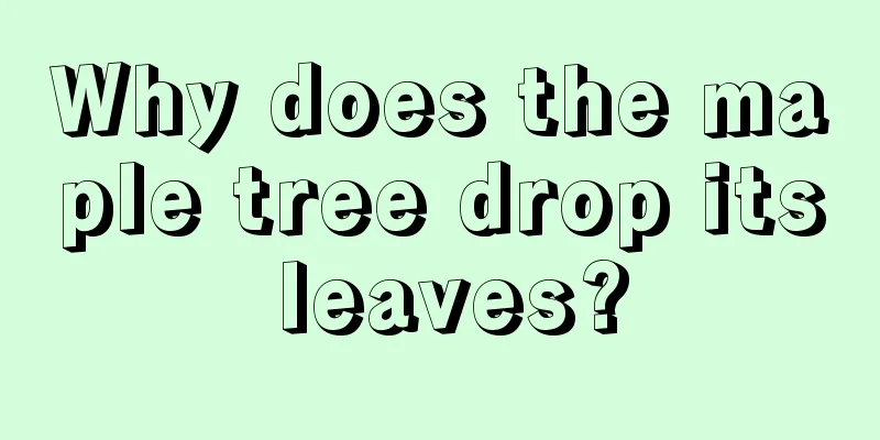 Why does the maple tree drop its leaves?