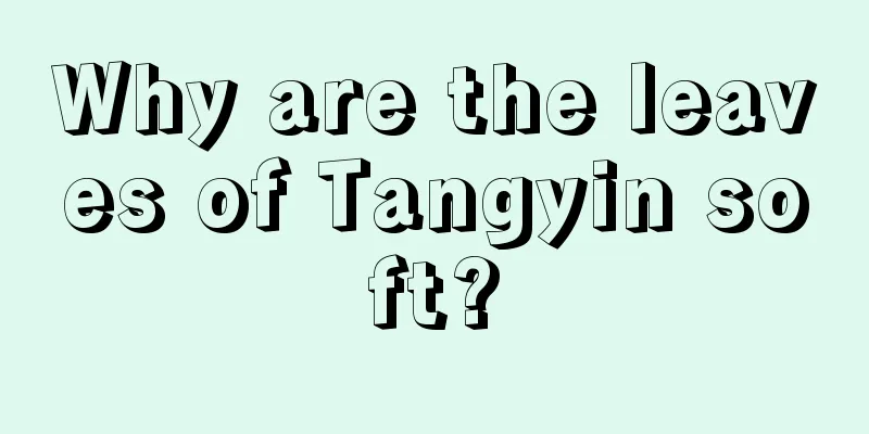 Why are the leaves of Tangyin soft?