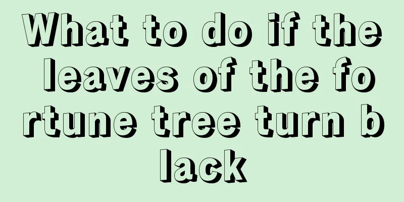 What to do if the leaves of the fortune tree turn black