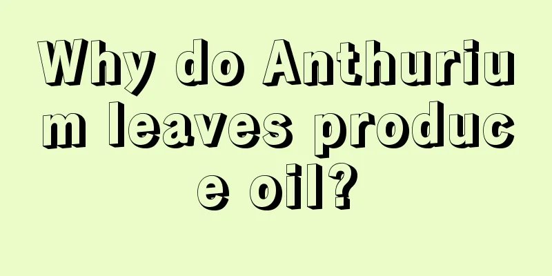 Why do Anthurium leaves produce oil?