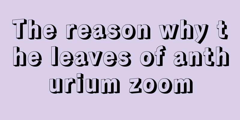 The reason why the leaves of anthurium zoom