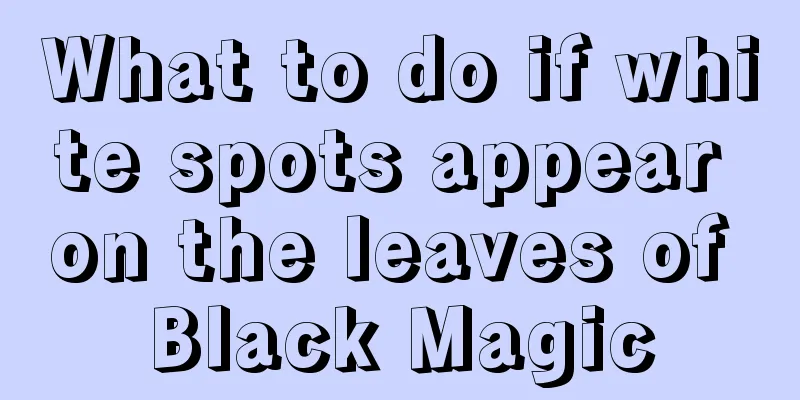 What to do if white spots appear on the leaves of Black Magic