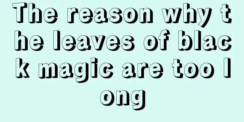 The reason why the leaves of black magic are too long