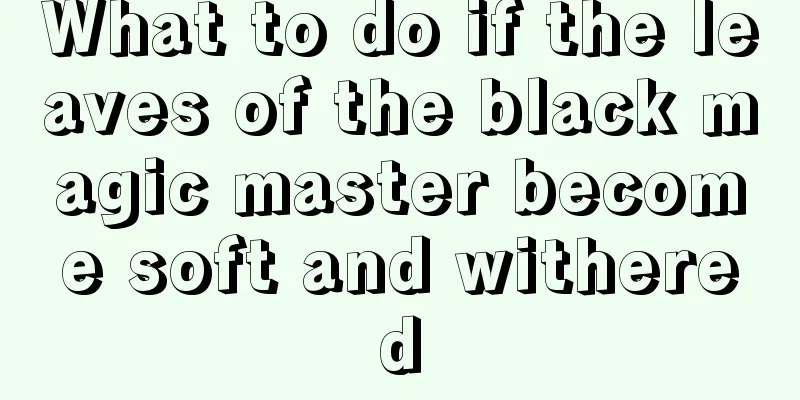 What to do if the leaves of the black magic master become soft and withered