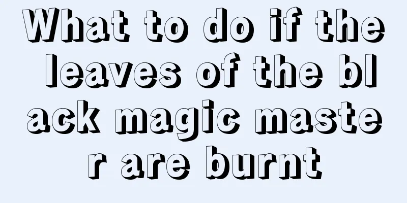 What to do if the leaves of the black magic master are burnt