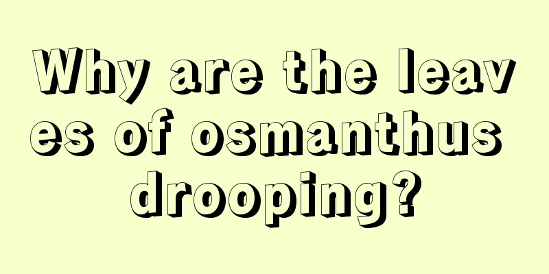 Why are the leaves of osmanthus drooping?