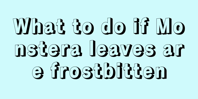 What to do if Monstera leaves are frostbitten