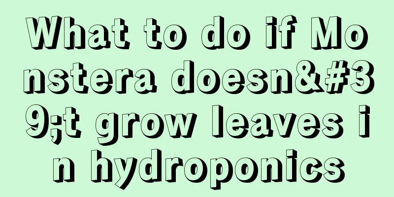 What to do if Monstera doesn't grow leaves in hydroponics