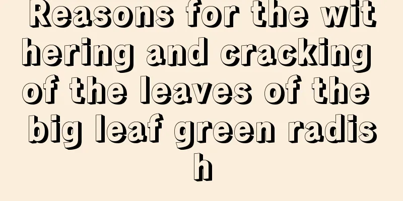 Reasons for the withering and cracking of the leaves of the big leaf green radish