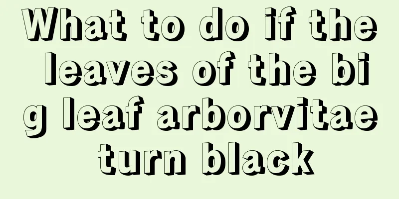 What to do if the leaves of the big leaf arborvitae turn black