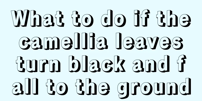 What to do if the camellia leaves turn black and fall to the ground